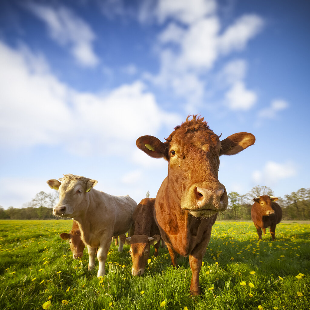 Cows grazing in a field at a farm. Manure pits from animal waste are a major source of greenhouse gas emissions.