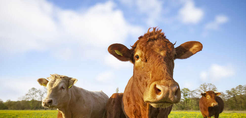 Cows grazing in a field at a farm. Manure pits from animal waste are a major source of greenhouse gas emissions.
